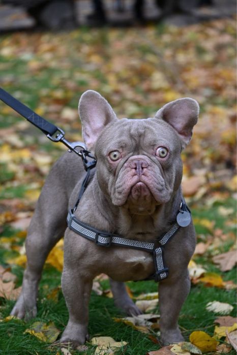 Вьязка  французського бульдога ізабелла нью шейд