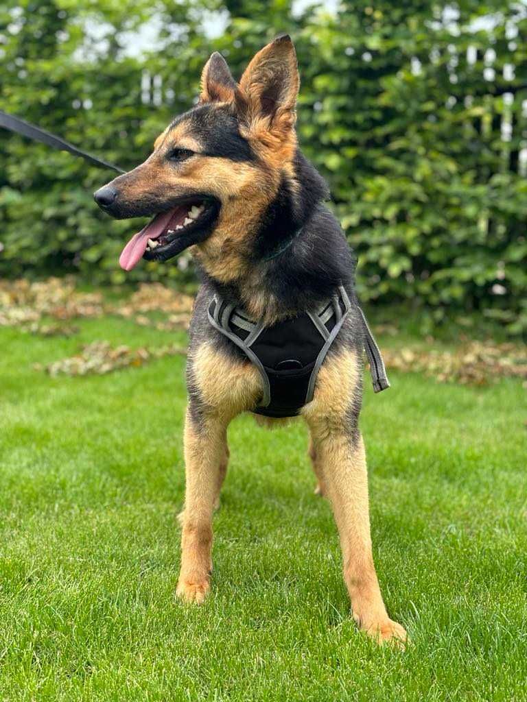 Przepiękna sunia w typie owczarka niemieckiego adoptuj!