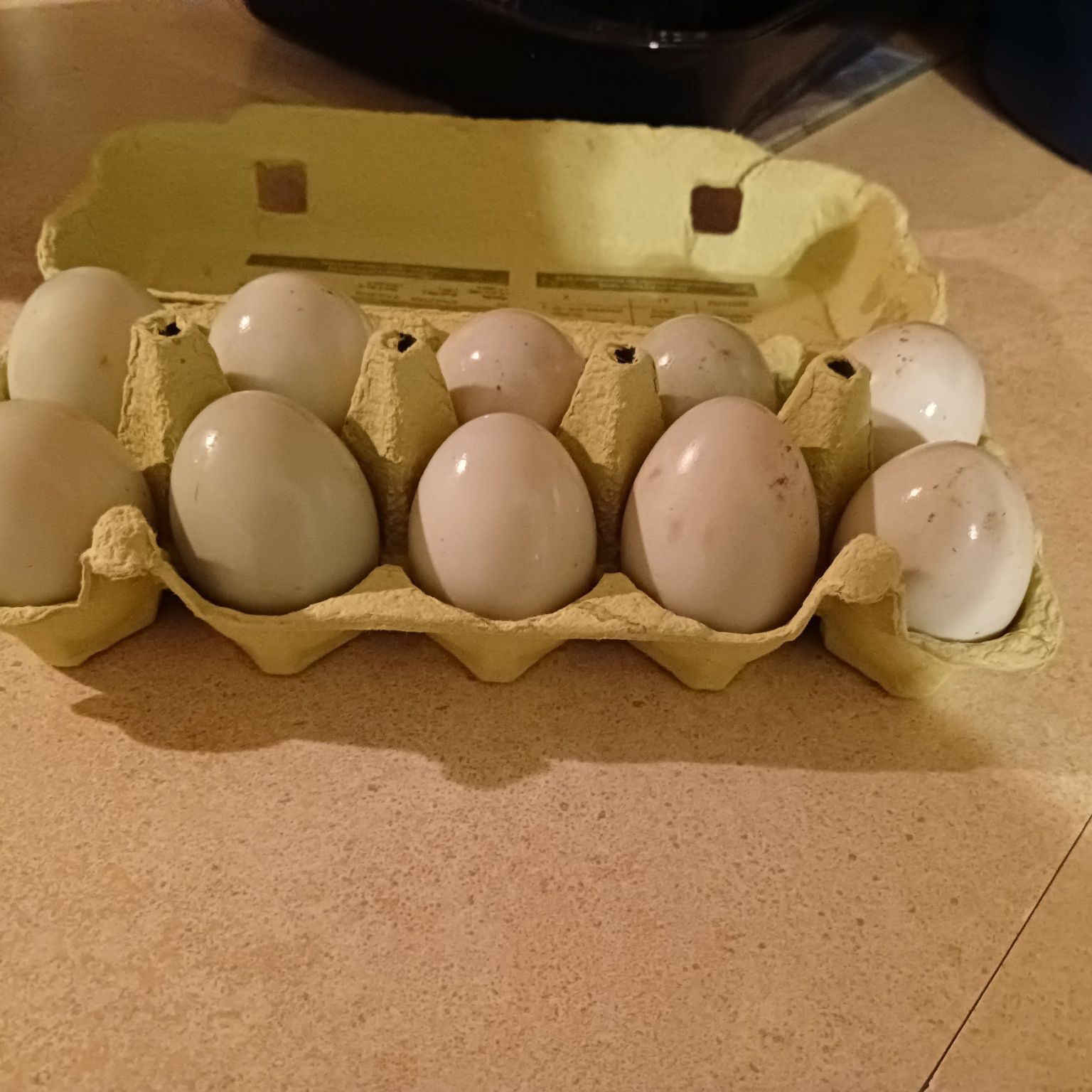 Jajka lęgowe kaczek biegusów.