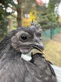 Ayam cemani Kogut