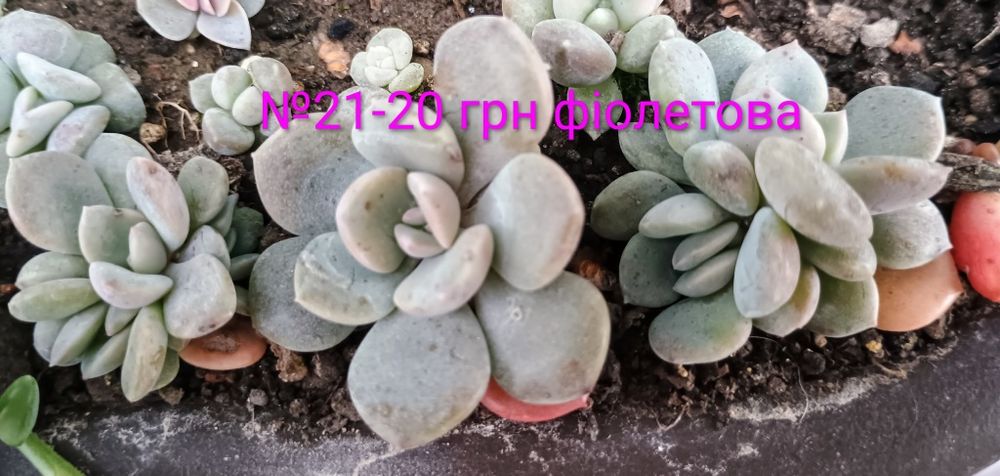 Сукуленти. Красула. Седум. Каланхоє. Алоє. Сансевієрія.