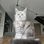 Kocurek Maine coon rodowód fpl FIFe