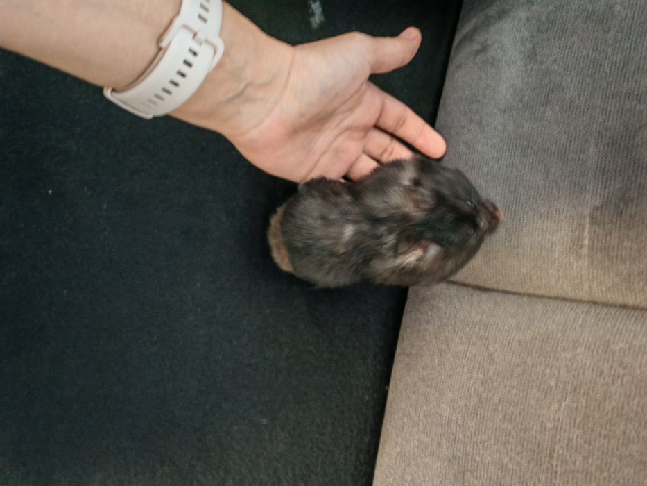 Oddam chomika za darmo