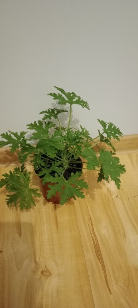 Pelargonia pachnąca 2szt