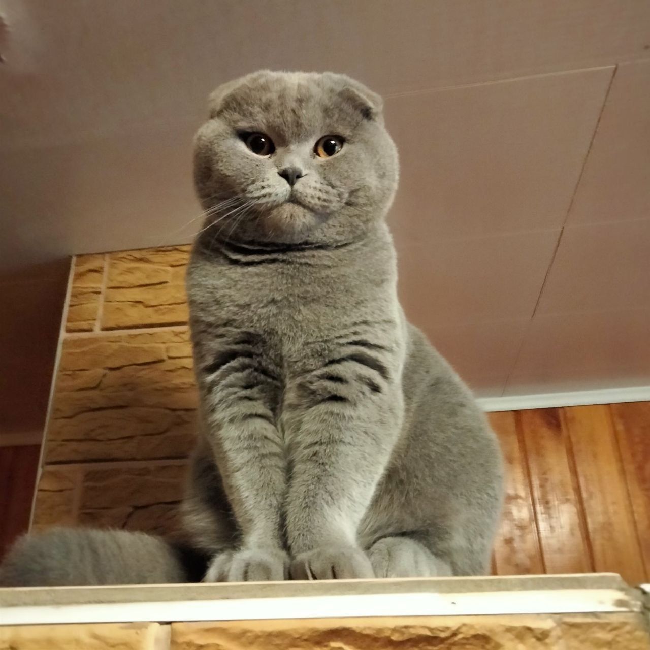 Британські кошенята