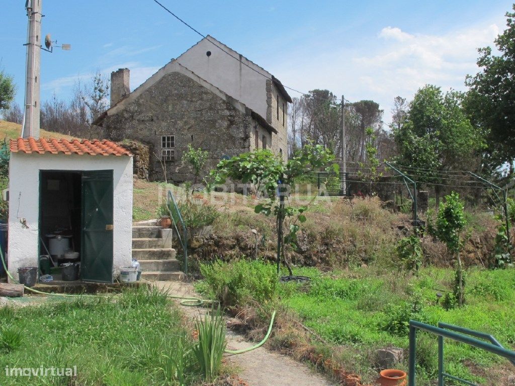 Quinta de Mirtilos com mais de 3 Hectares, localizada perto de Tondela