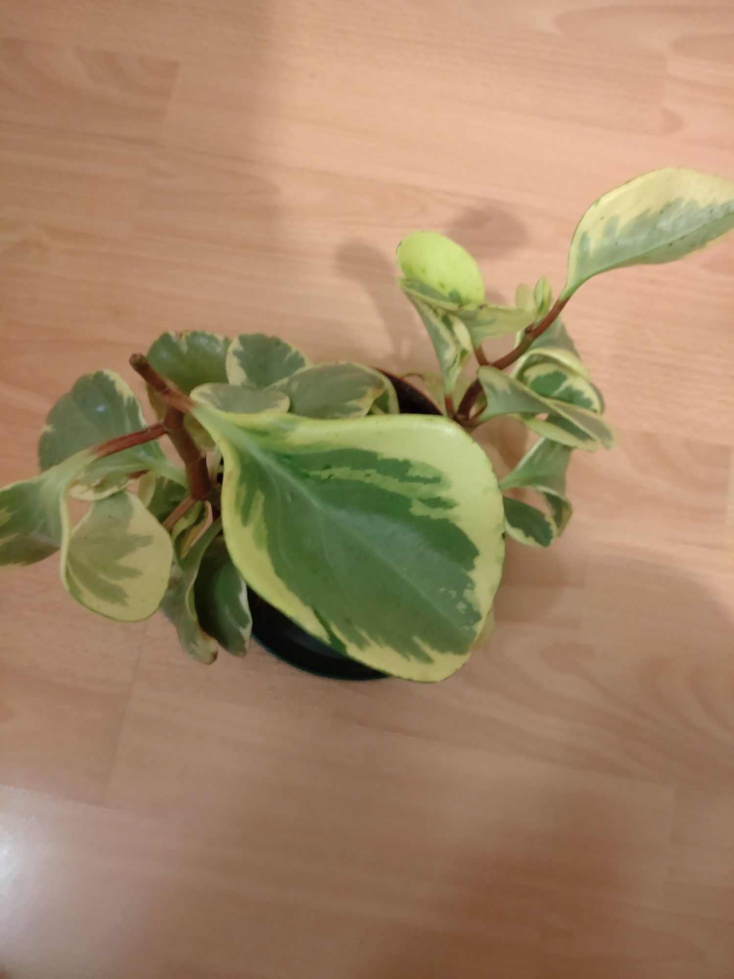 Peperomia obtusifolia Variegata