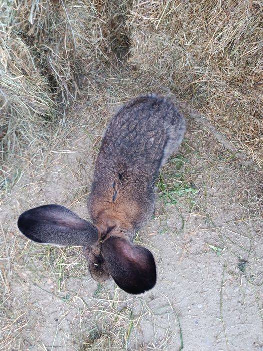 Olbrzym belgijski z rodowodem