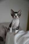 Kocurek Devon Rex