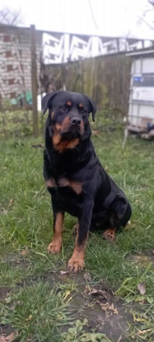 В'язка ротвейлера