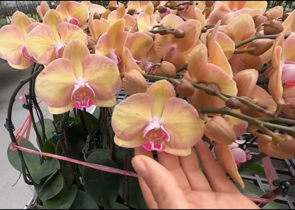 Орхідея Амбер Принцес