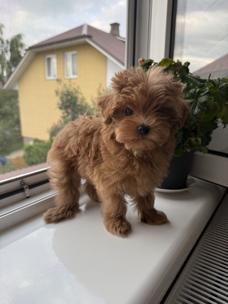 Maltipoo mini vip