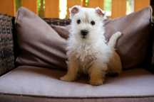 Piesek West Highland White Terrier ZKWP FCI