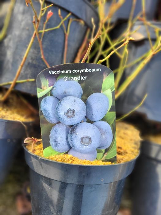 Borówka amerykańska 3letnia różne ODMIANY Chandler DUKE bluecrop i INN