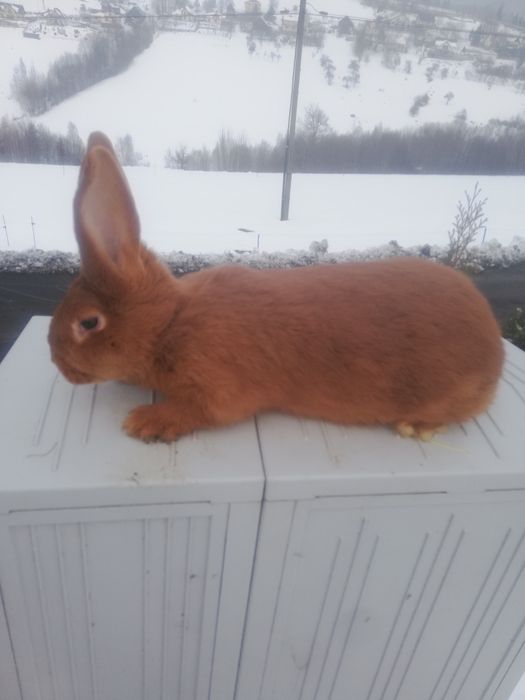 Sprzedam samca nowozeland