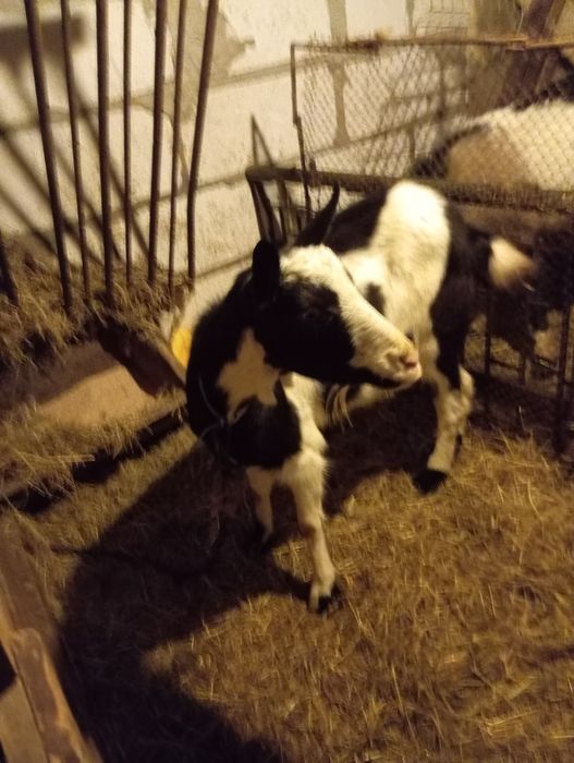 Sprzedam kozy i kozła