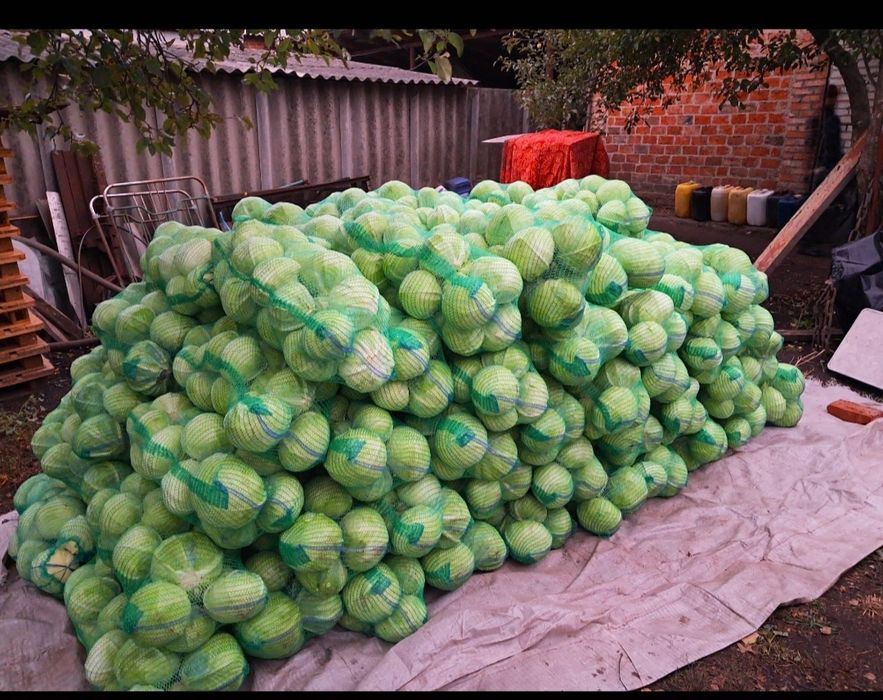 Продам капусту агресор !!!