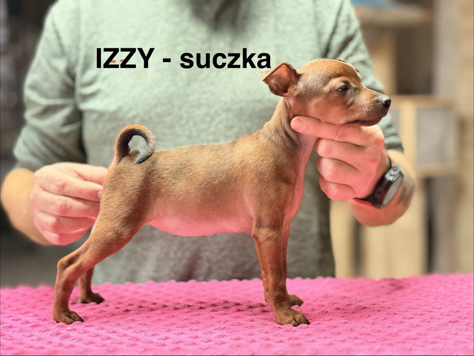 Pinczer Miniaturowy FCI