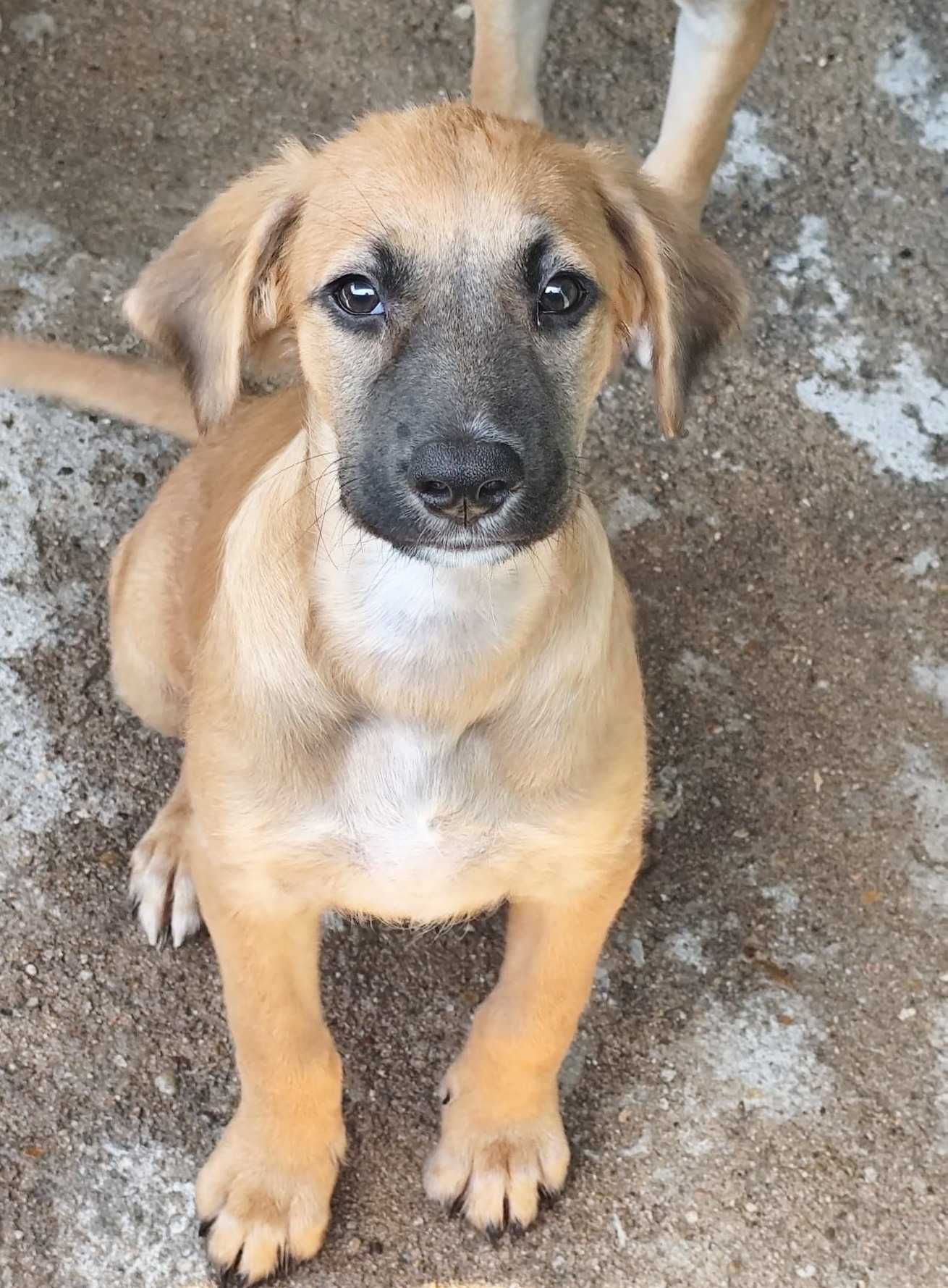 ZUMA (Macho, 4 Meses) Para Adoção