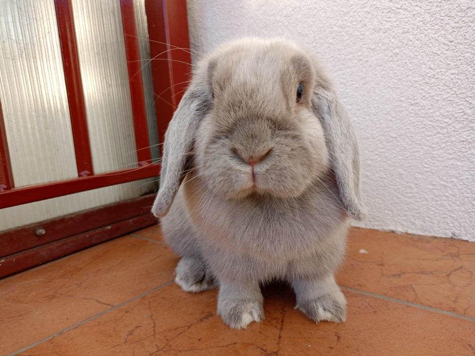 Królik mini lop minilop samica samiczka