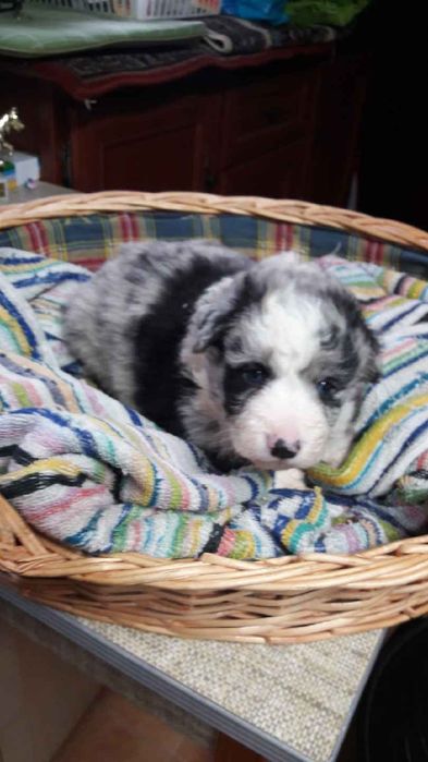 Border coli szczenie