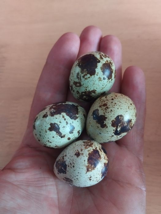 Świeże i zdrowe jaja przepiórcze