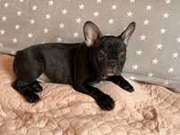 Buldog francuski
