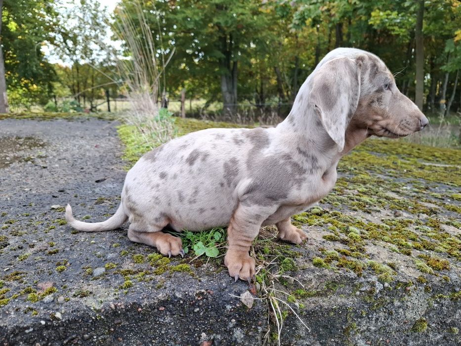 jamnik miniaturowy piesek merlle