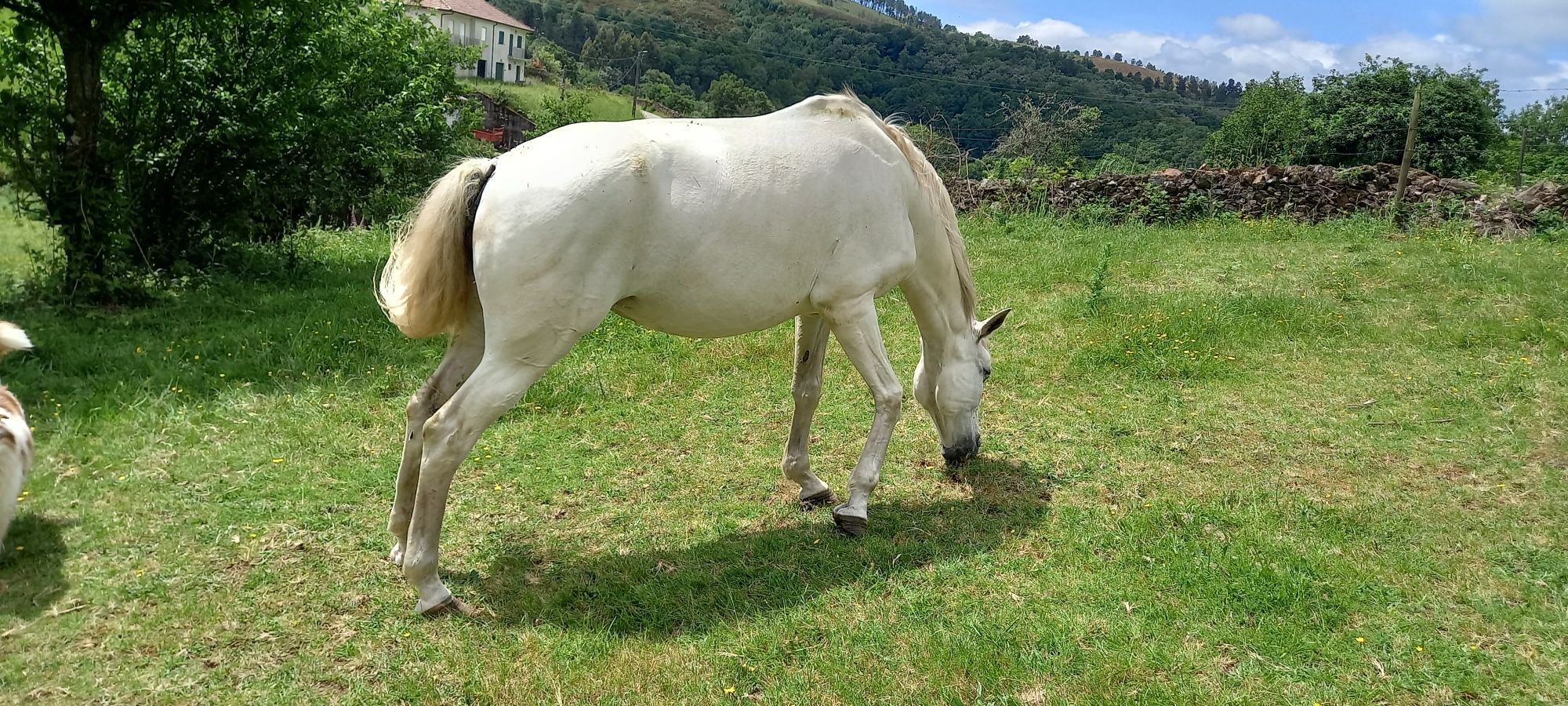 Egua russa lusitana