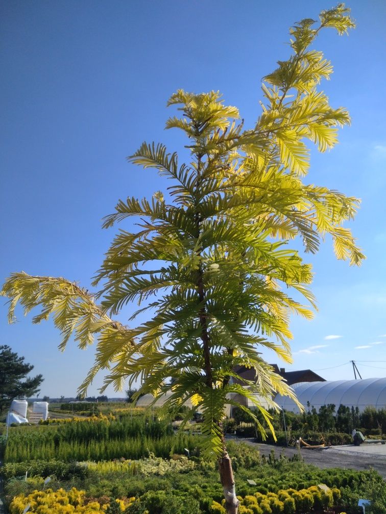 Lawenda, Thuja, Szmaragd, Jałowiec płożący, Bonsai, Brabant, Wierzba,