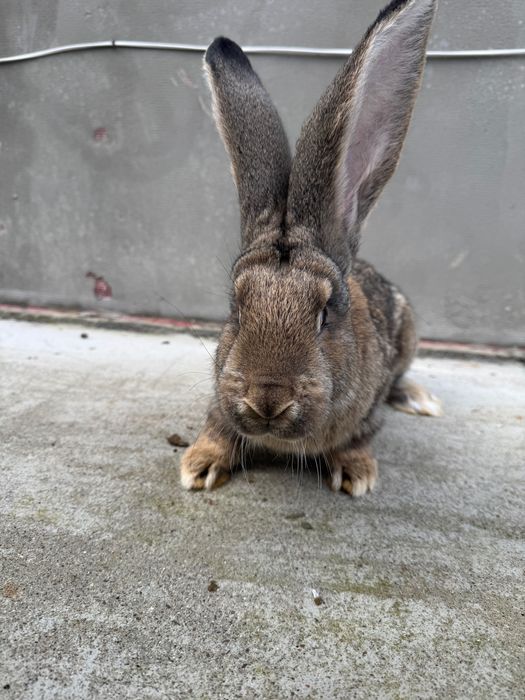 Króliki olbrzym belgijski samice