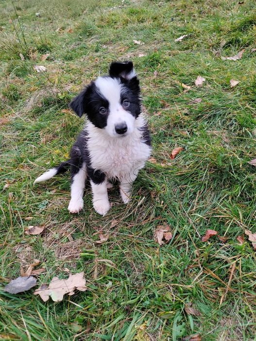 Border collie - szczeniak