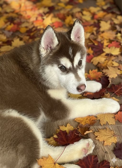 SIBERIAN HUSKY - czarująca REVIA ogrzeje Twoje serce