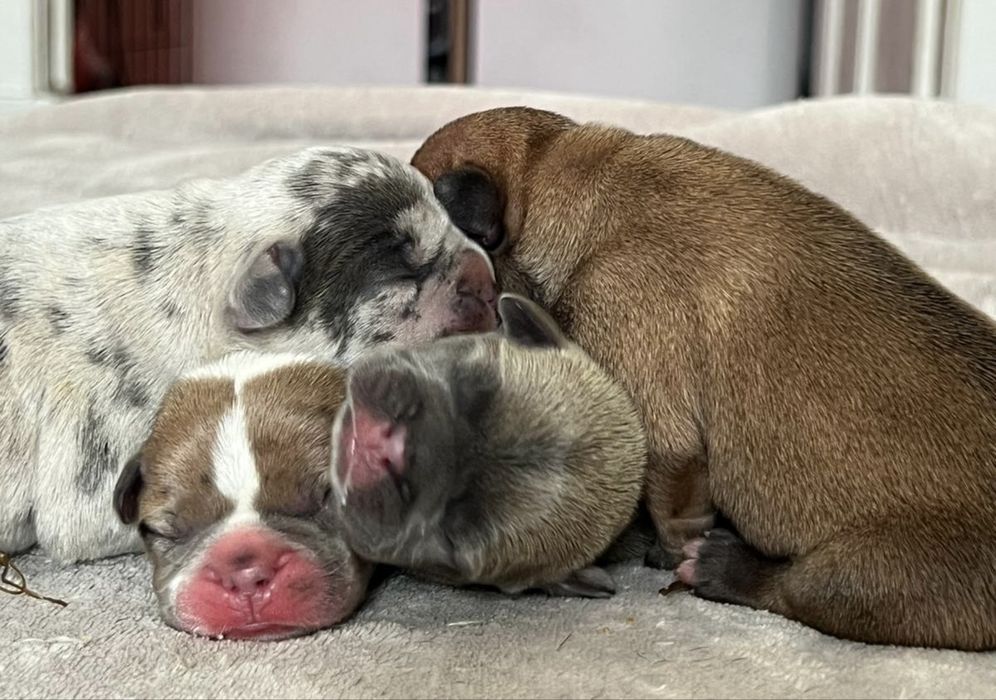 Buldogue frances exotico