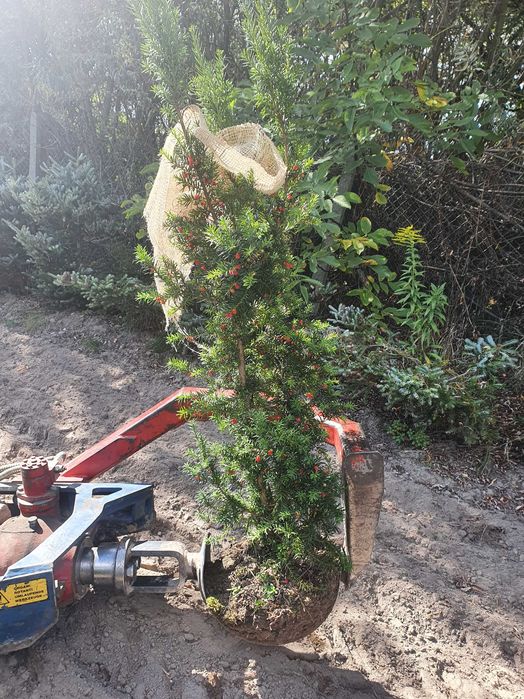 Cis HICKSII Densiformis TAXUS 200 cm kopany maszyną SZKÓŁKOWANY
