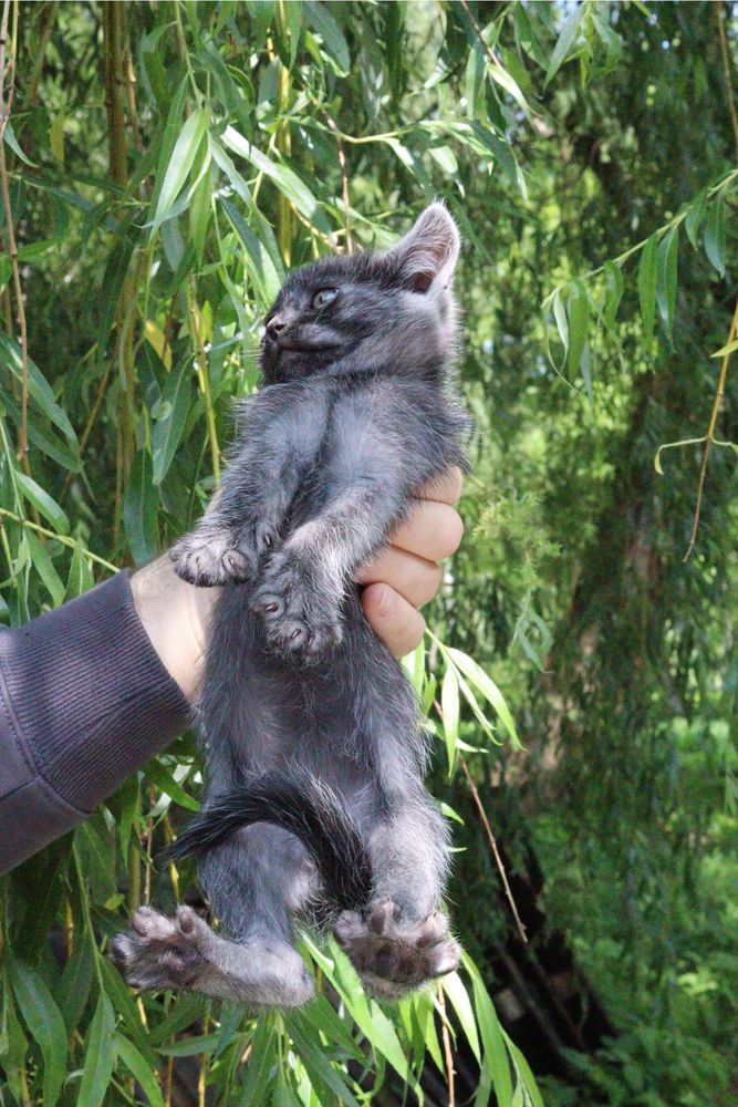 Кошенята в добрі руки