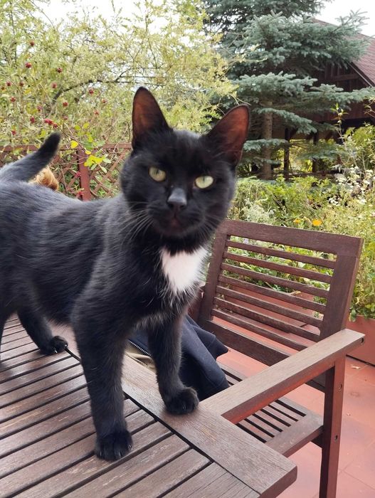 Czarny kot szuka domu