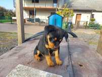 Piesek, suczka rottweiler