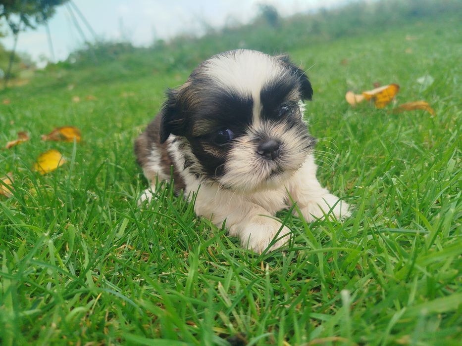 Shih tzu zapraszam