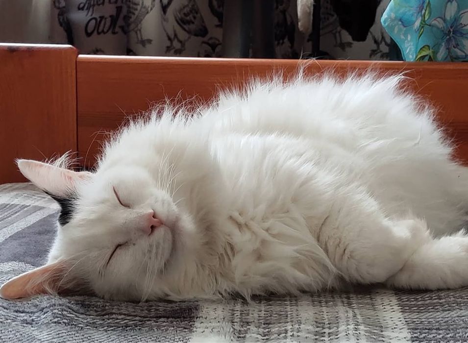 Кошеня в добрі руки