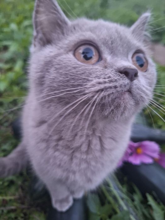 Kocurek brytyjski - ojciec International Champion FPL FIFE