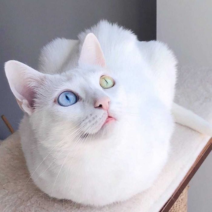 Уникальный,белоснежный котик с глазами разного цвета. Патриот, 1 годик