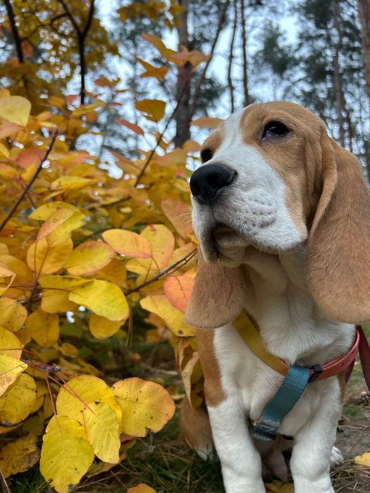 Бігль-хлопчик з офіційного розплідника — готовий до переїзду