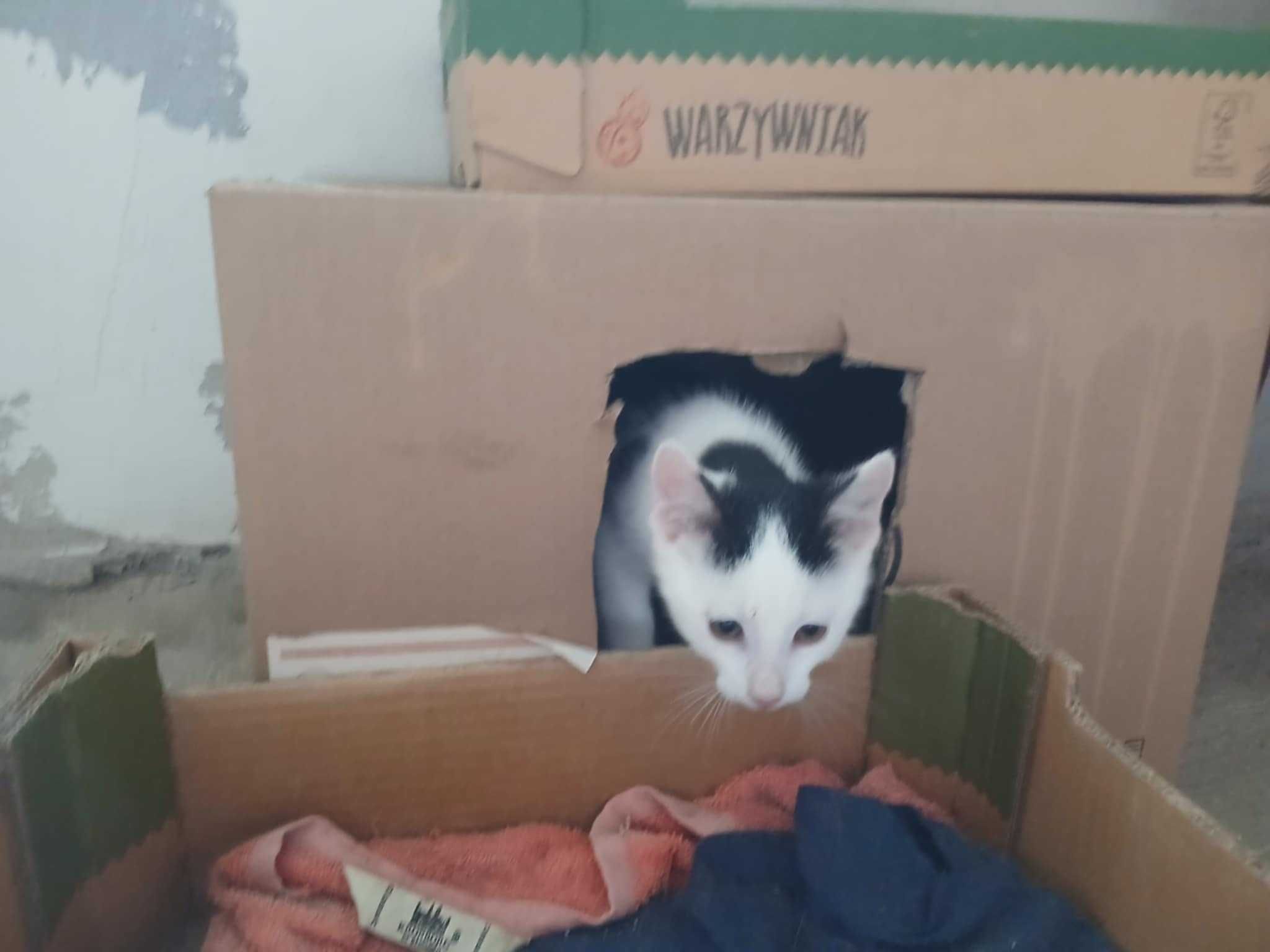 Laki piękny kocurek do adopcji