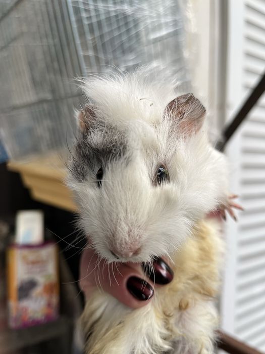 Морські свинки різного віку