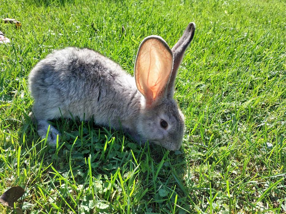 Samice olbrzym belgijski szary i srebrzysty