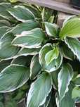 Hosta ogrodowa  sadzonki