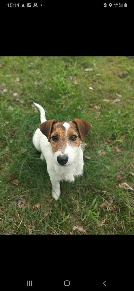 Jack russell terrier piesek Harley