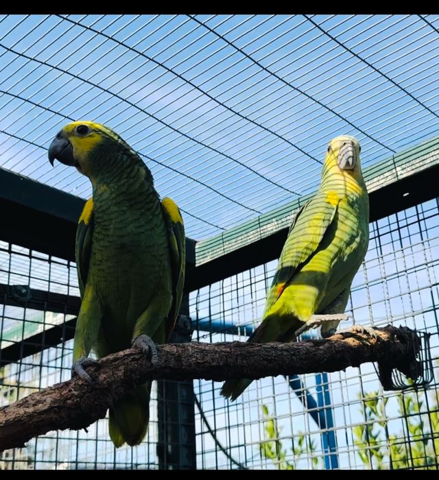 Amazona aestiva xanthopteryx