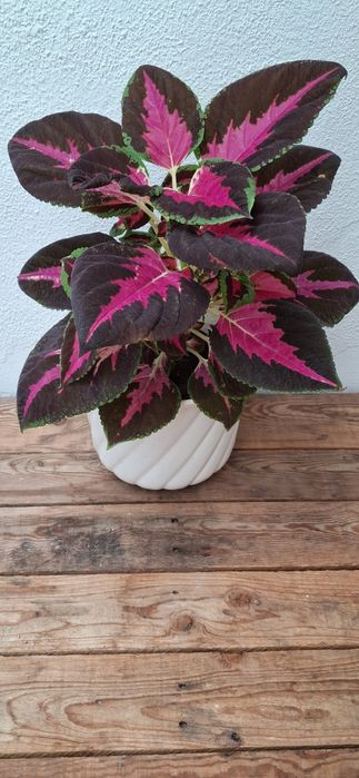 Cóleu/Urtiga pintada (Coleus scutellarioides)